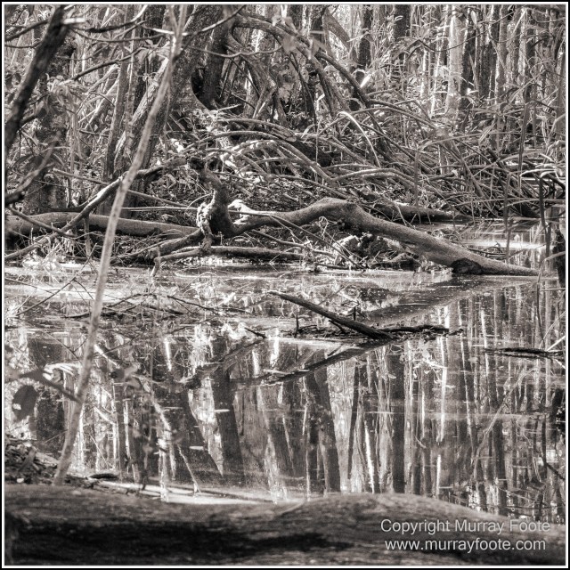 Black and White, Cape Tribulation, Daintree, Infrared, Landscape, Monochrome, Nature, Photography, Travel