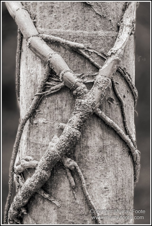 Black and White, Cape Tribulation, Daintree, Infrared, Landscape, Monochrome, Nature, Photography, Travel
