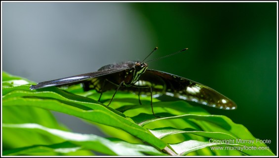 Butterfly, Kuranda, Photography, Queensland, Travel, Wildlife