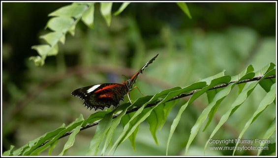 Butterfly, Kuranda, Photography, Queensland, Travel, Wildlife