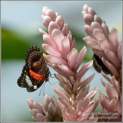 Butterfly, Kuranda, Photography, Queensland, Travel, Wildlife