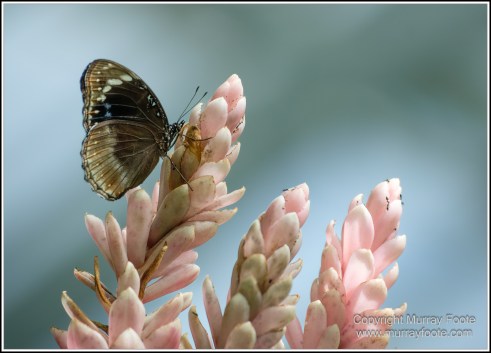 Butterfly, Kuranda, Photography, Queensland, Travel, Wildlife