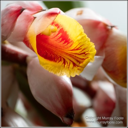 Butterfly, Kuranda, Photography, Queensland, Travel, Wildlife