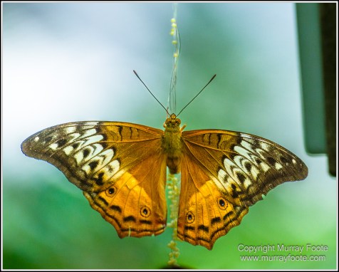 Butterfly, Kuranda, Photography, Queensland, Travel, Wildlife