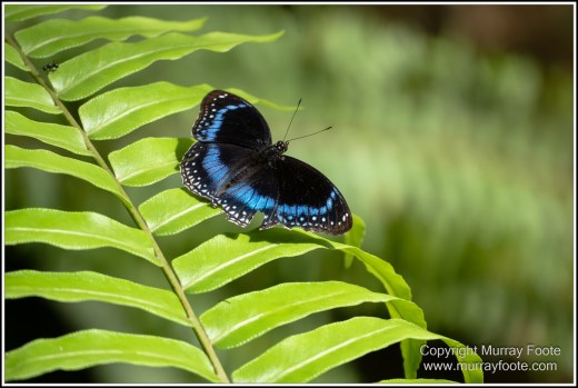 Butterfly, Kuranda, Photography, Queensland, Travel, Wildlife