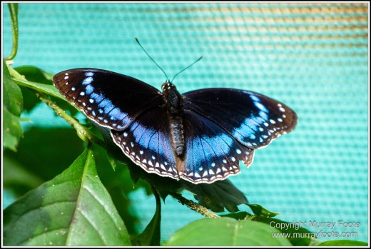 Butterfly, Kuranda, Photography, Queensland, Travel, Wildlife