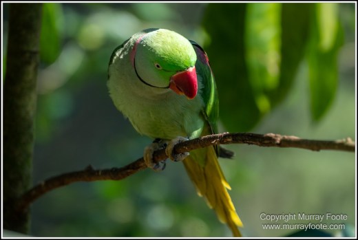 Birds, Kuranda, Photography, Queensland, Travel, Wildlife