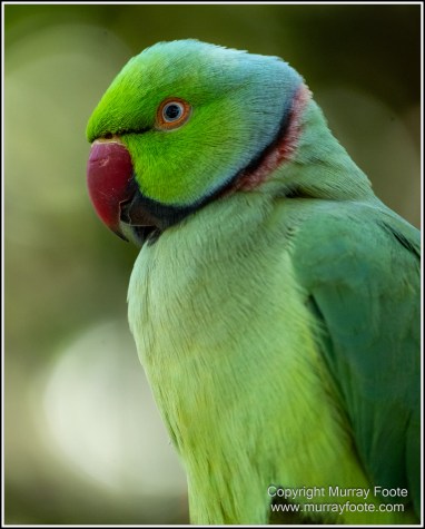Birds, Kuranda, Photography, Queensland, Travel, Wildlife