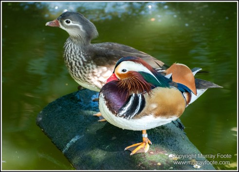 Birds, Kuranda, Photography, Queensland, Travel, Wildlife