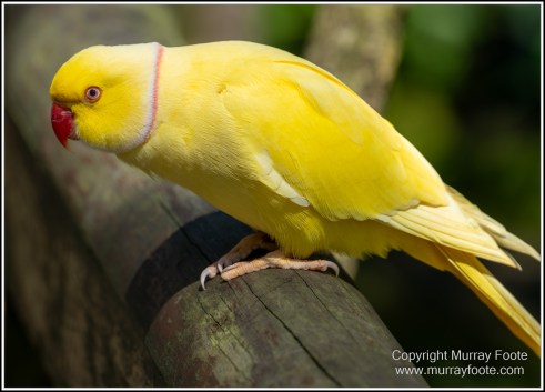 Birds, Kuranda, Photography, Queensland, Travel, Wildlife