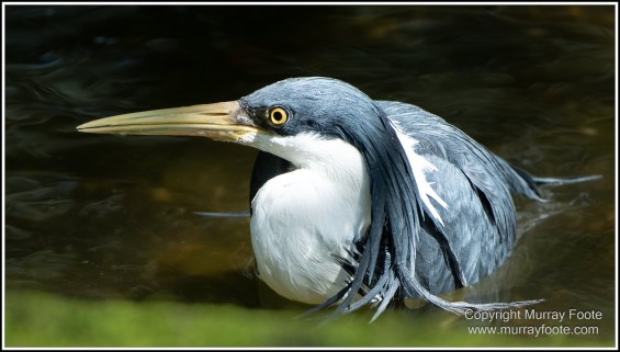 Birds, Kuranda, Photography, Queensland, Travel, Wildlife