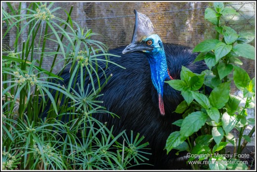 Birds, Kuranda, Photography, Queensland, Travel, Wildlife