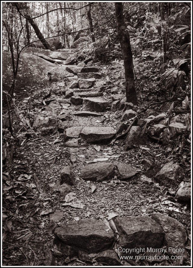 Birds, Black and White, Infrared, Landscape, Monochrome, Nature, Photography, Queensland, Travel, Wildlife