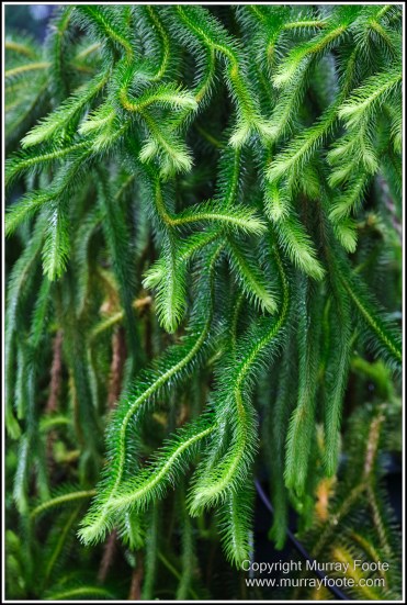 Cairns, Cairns Botanic Gardens, Flowers, Landscape, Macro, Nature, Photography, Queensland, Travel, Wildlife