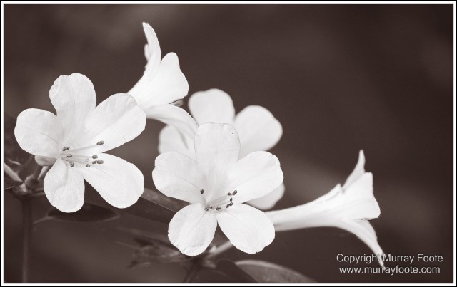 Birds, Black and White, Infrared, Landscape, Monochrome, Nature, Photography, Queensland, Travel, Wildlife