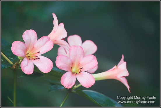 Cairns, Cairns Botanic Gardens, Flowers, Landscape, Macro, Nature, Photography, Queensland, Travel, Wildlife