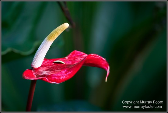Cairns, Cairns Botanic Gardens, Flowers, Landscape, Macro, Nature, Photography, Queensland, Travel, Wildlife