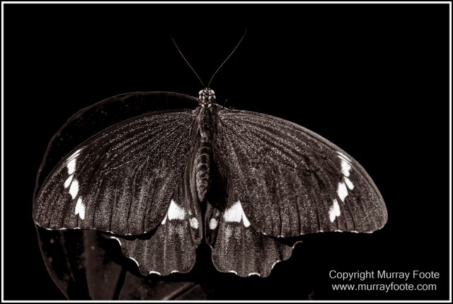 Birds, Black and White, Infrared, Landscape, Monochrome, Nature, Photography, Queensland, Travel, Wildlife