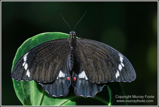 Cairns, Cairns Botanic Gardens, Flowers, Landscape, Macro, Nature, Photography, Queensland, Travel, Wildlife