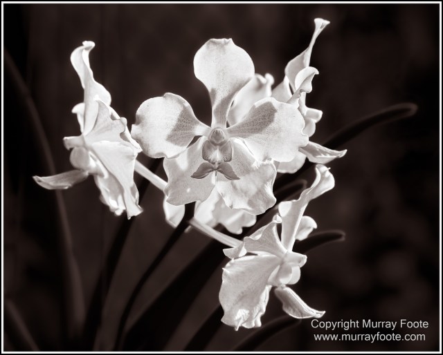 Birds, Black and White, Infrared, Landscape, Monochrome, Nature, Photography, Queensland, Travel, Wildlife