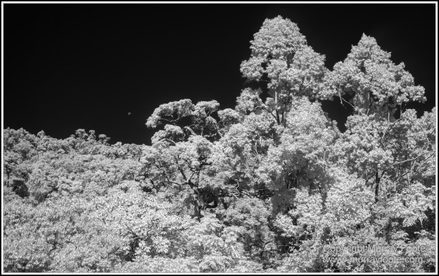 Birds, Black and White, Butterfly, Infrared, Kuranda, Landscape, Monochrome, Nature, Photography, Queensland, Travel, Wildlife