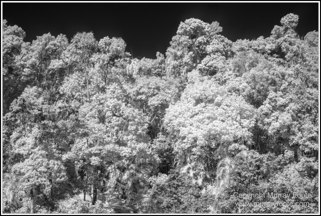 Birds, Black and White, Butterfly, Infrared, Kuranda, Landscape, Monochrome, Nature, Photography, Queensland, Travel, Wildlife