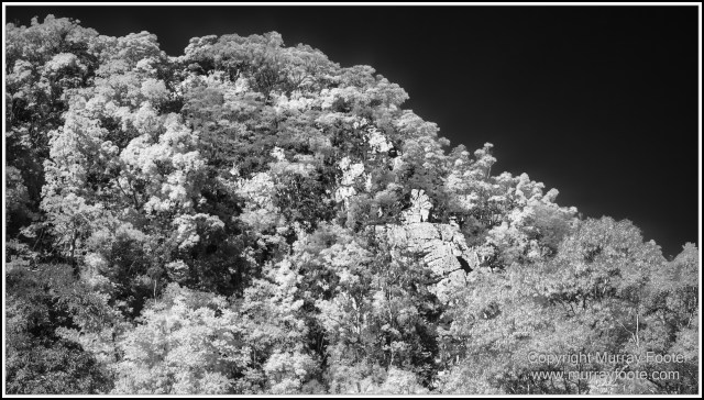Birds, Black and White, Butterfly, Infrared, Kuranda, Landscape, Monochrome, Nature, Photography, Queensland, Travel, Wildlife