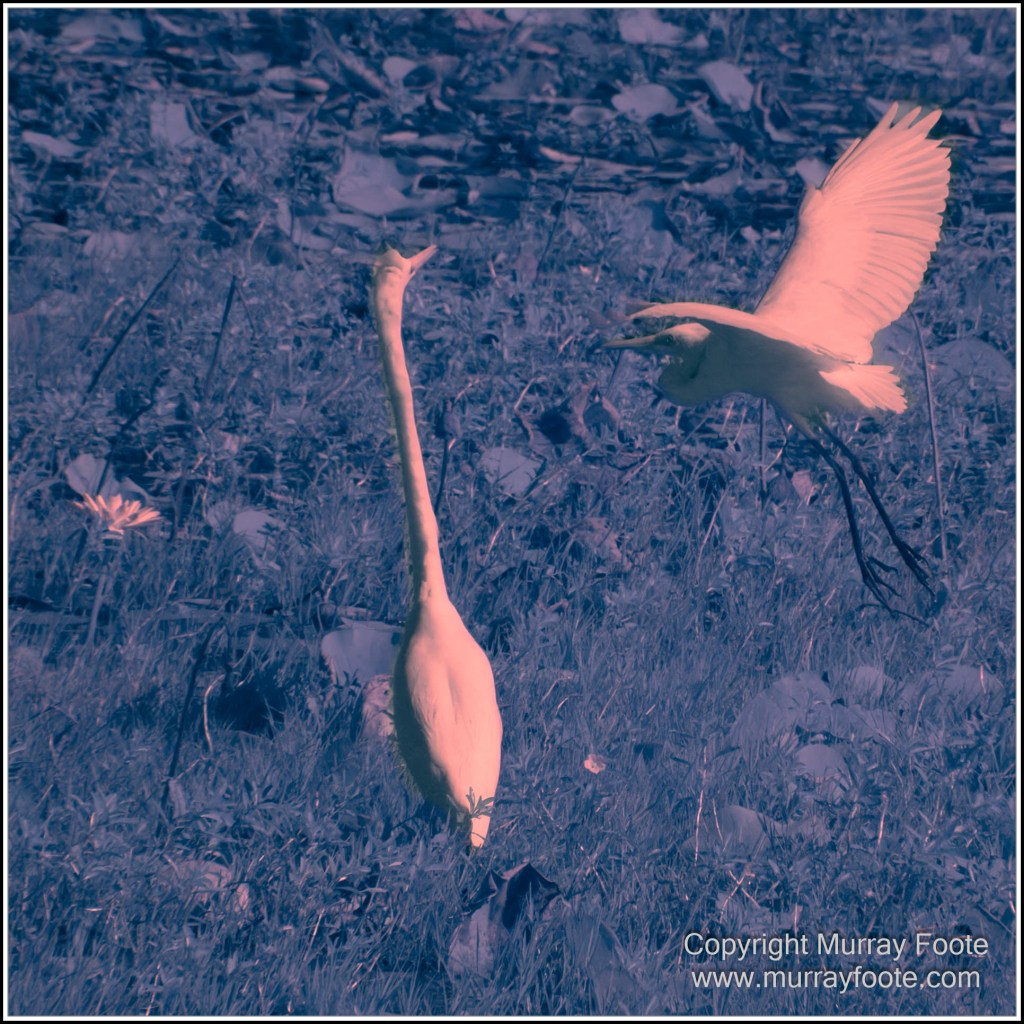 Cairns, Infrared, Landscape, Nature, Photography, Queensland, seascape, Travel, Wildlife