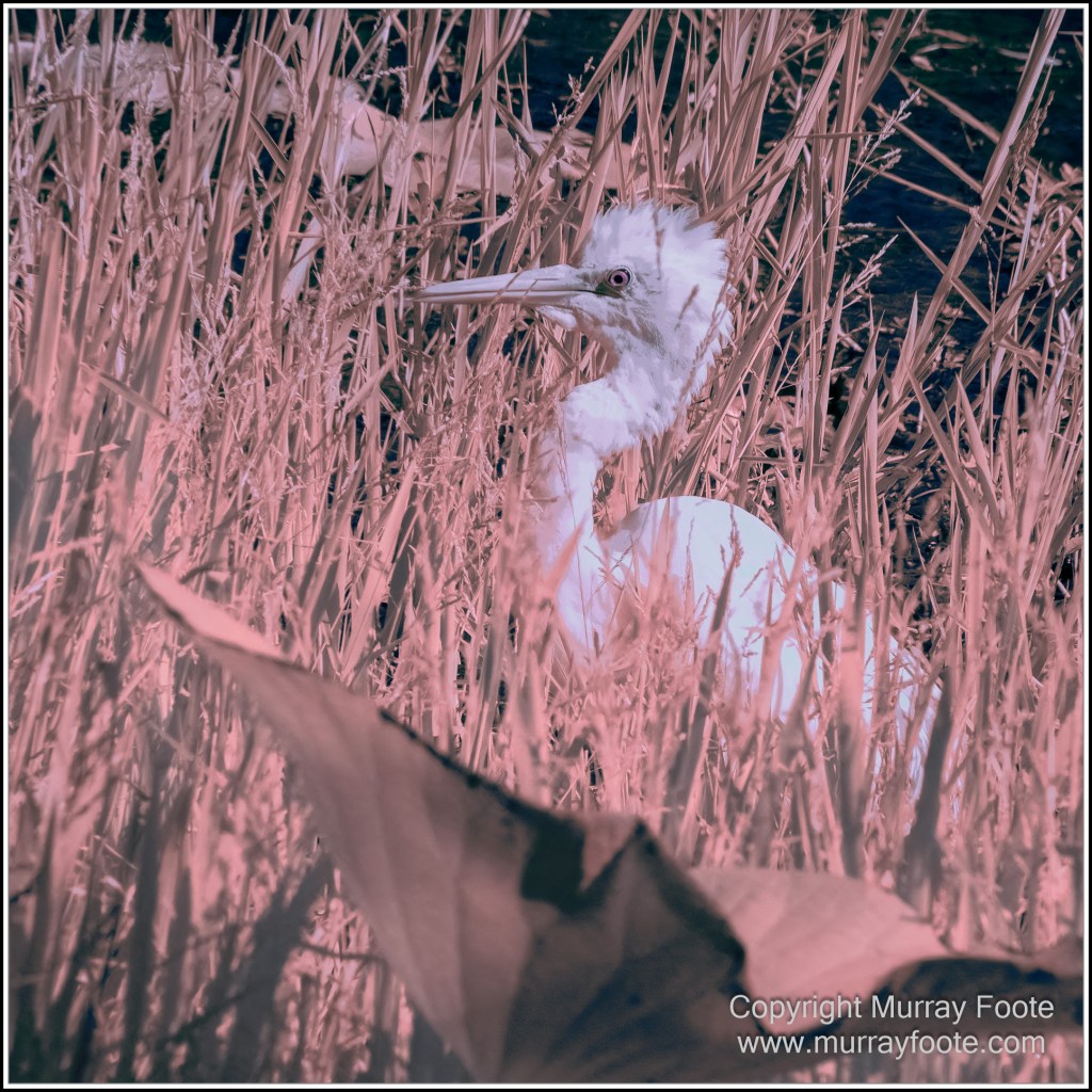 Cairns, Infrared, Landscape, Nature, Photography, Queensland, seascape, Travel, Wildlife