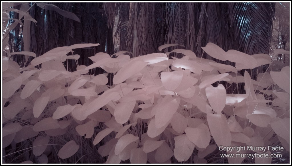 Cairns, Infrared, Landscape, Nature, Photography, Queensland, seascape, Travel, Wildlife
