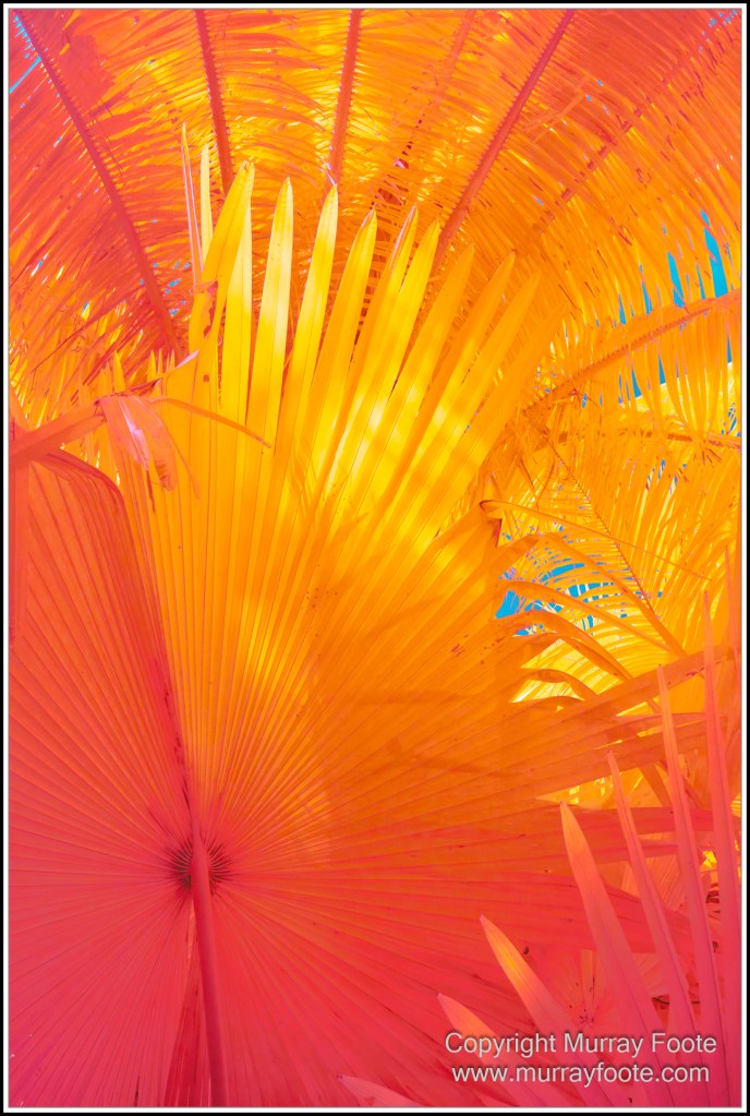 Cairns, Infrared, Landscape, Nature, Photography, Queensland, seascape, Travel, Wildlife