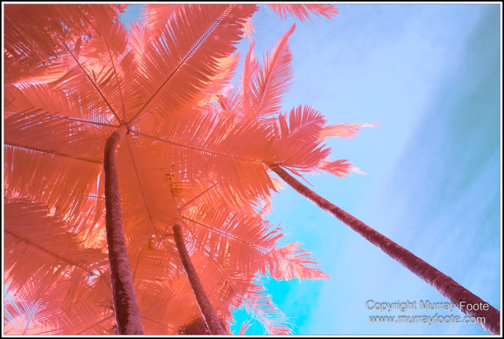 Cairns, Infrared, Landscape, Nature, Photography, Queensland, seascape, Travel, Wildlife