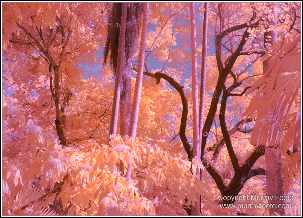 Cairns, Infrared, Landscape, Nature, Photography, Queensland, seascape, Travel, Wildlife