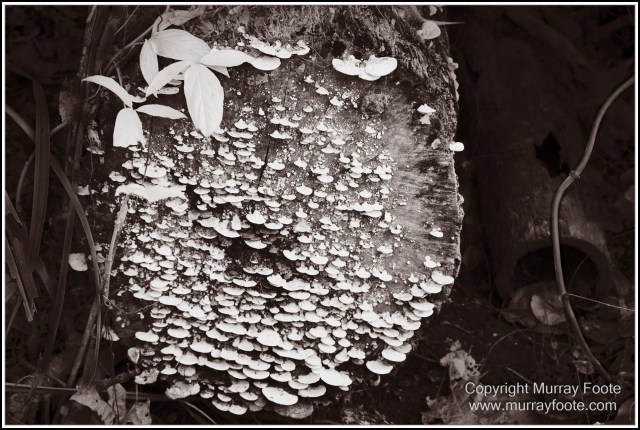 Birds, Black and White, Infrared, Landscape, Monochrome, Nature, Photography, Queensland, Travel, Wildlife