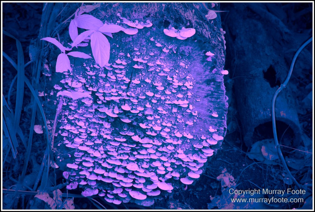 Cairns, Infrared, Landscape, Nature, Photography, Queensland, seascape, Travel, Wildlife