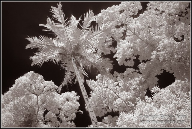 Birds, Black and White, Infrared, Landscape, Monochrome, Nature, Photography, Queensland, Travel, Wildlife