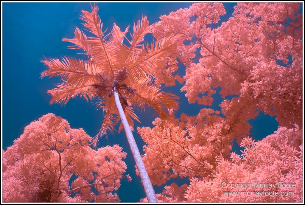 Cairns, Infrared, Landscape, Nature, Photography, Queensland, seascape, Travel, Wildlife