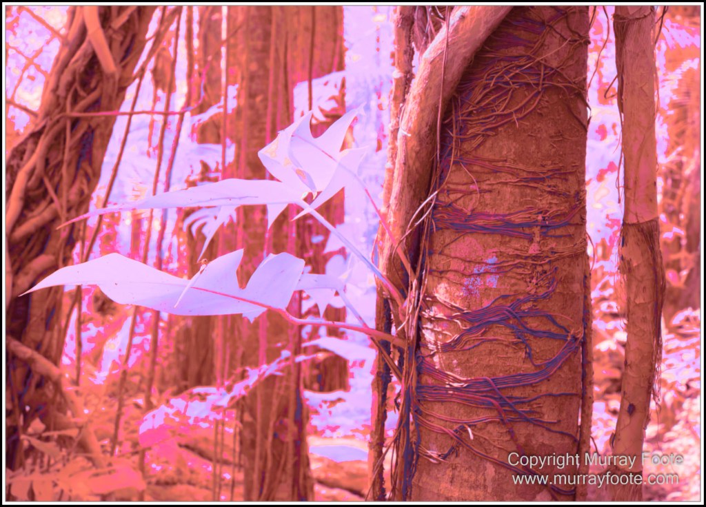 Cairns, Infrared, Landscape, Nature, Photography, Queensland, seascape, Travel, Wildlife