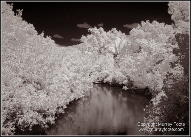 Birds, Black and White, Infrared, Landscape, Monochrome, Nature, Photography, Queensland, Travel, Wildlife