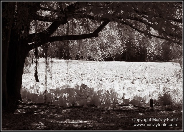 Birds, Black and White, Infrared, Landscape, Monochrome, Nature, Photography, Queensland, Travel, Wildlife