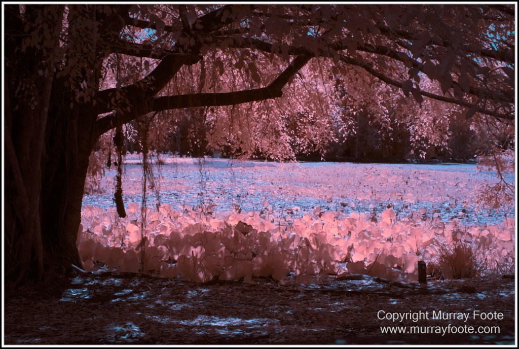 Cairns, Infrared, Landscape, Nature, Photography, Queensland, seascape, Travel, Wildlife