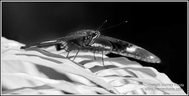 Birds, Black and White, Butterfly, Infrared, Kuranda, Landscape, Monochrome, Nature, Photography, Queensland, Travel, Wildlife