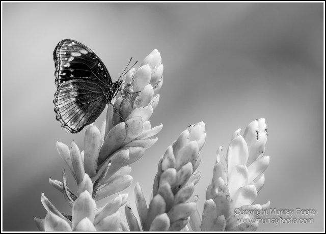 Birds, Black and White, Butterfly, Infrared, Kuranda, Landscape, Monochrome, Nature, Photography, Queensland, Travel, Wildlife