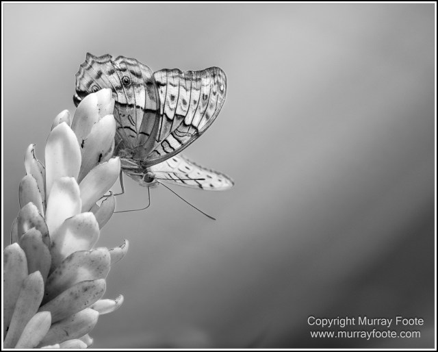 Birds, Black and White, Butterfly, Infrared, Kuranda, Landscape, Monochrome, Nature, Photography, Queensland, Travel, Wildlife