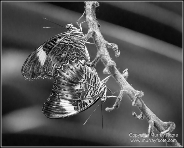 Birds, Black and White, Butterfly, Infrared, Kuranda, Landscape, Monochrome, Nature, Photography, Queensland, Travel, Wildlife