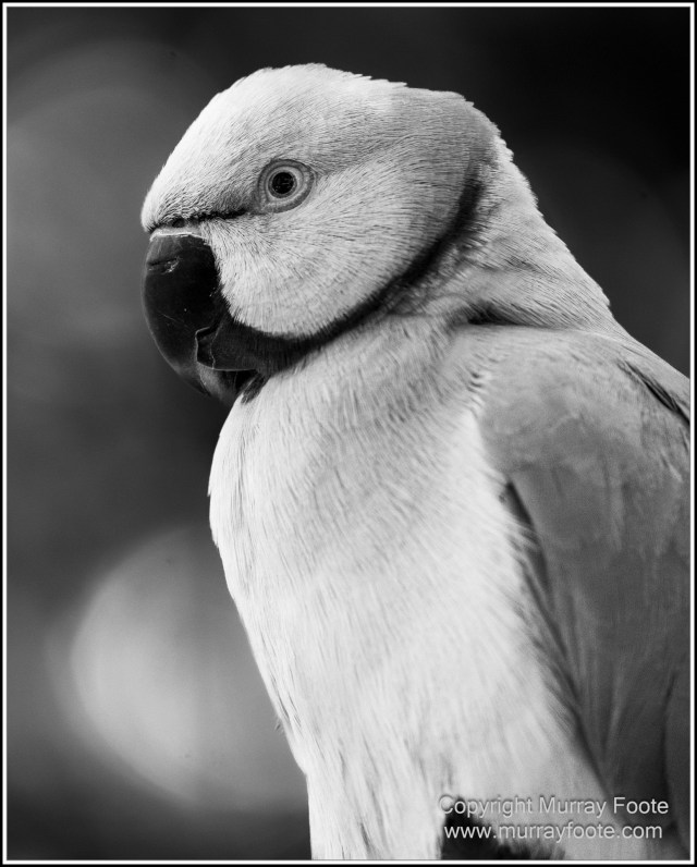 Birds, Black and White, Butterfly, Infrared, Kuranda, Landscape, Monochrome, Nature, Photography, Queensland, Travel, Wildlife