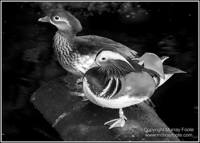 Birds, Black and White, Butterfly, Infrared, Kuranda, Landscape, Monochrome, Nature, Photography, Queensland, Travel, Wildlife