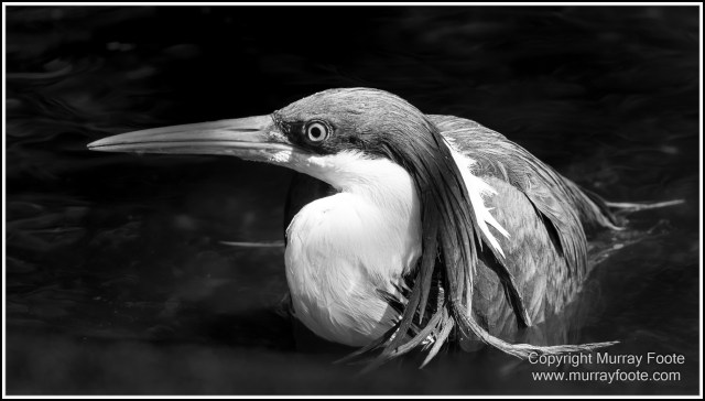 Birds, Black and White, Butterfly, Infrared, Kuranda, Landscape, Monochrome, Nature, Photography, Queensland, Travel, Wildlife