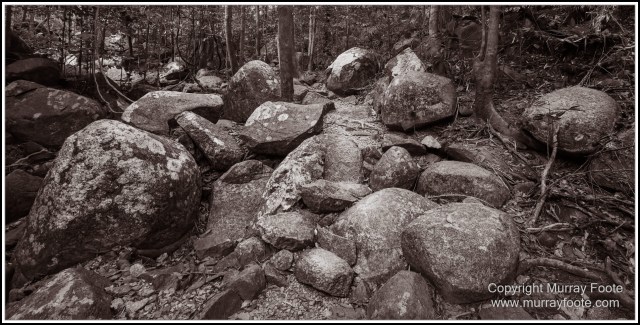 Birds, Black and White, Infrared, Landscape, Monochrome, Nature, Photography, Queensland, Travel, Wildlife