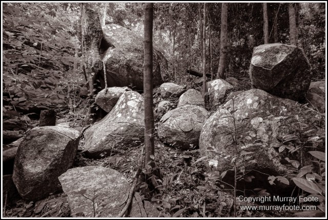 Birds, Black and White, Infrared, Landscape, Monochrome, Nature, Photography, Queensland, Travel, Wildlife